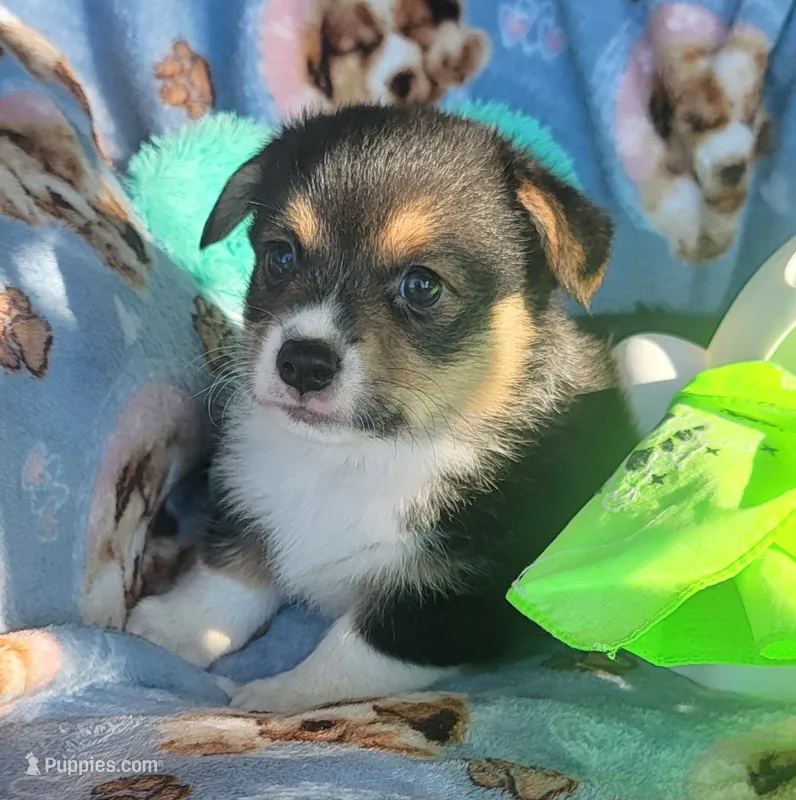 Lime green bandana boy  – Pembroke Welsh Corgi puppy for sale in Cherokee, OK