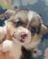 Red bone bandana boy , a male Pembroke Welsh Corgi for sale in Cherokee, OK – 3 of 3