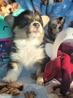 Maroon bandana boy , a male Pembroke Welsh Corgi for sale in Cherokee, OK – 2 of 3