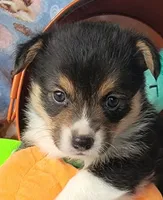Lime green bandana boy , a male Pembroke Welsh Corgi for sale in Cherokee, OK – 3 of 3