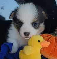 Navy bandana boy , a male Pembroke Welsh Corgi for sale in Cherokee, OK – 2 of 3