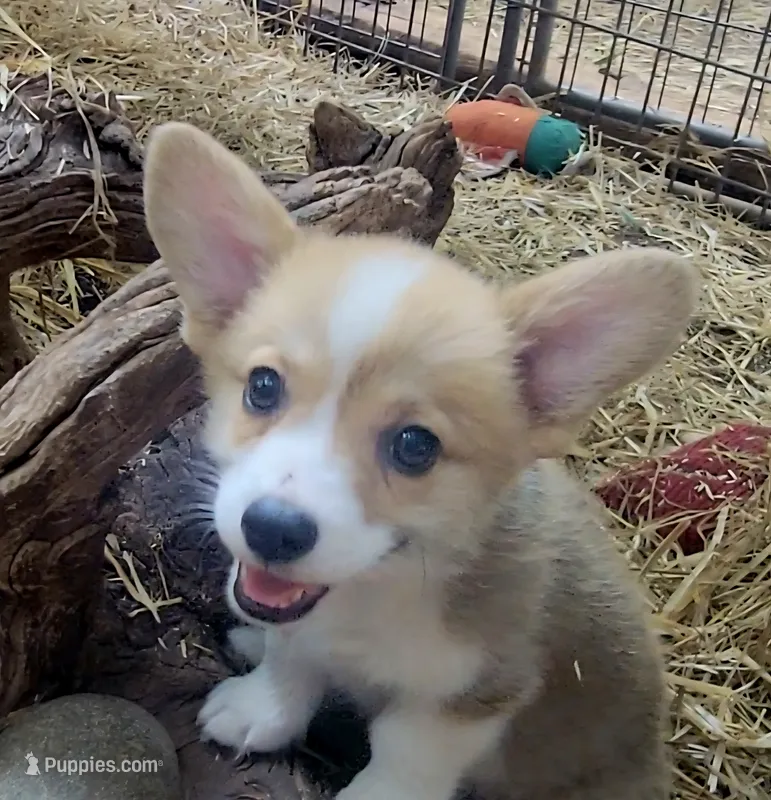 Sage Bandana Girl  – Pembroke Welsh Corgi puppy for sale in Cherokee, OK