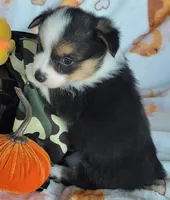Camo bandana boy , a male Pembroke Welsh Corgi for sale in Cherokee, OK – 3 of 3