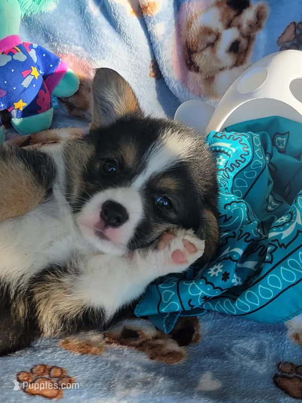 Turquoise bandana boy  – Pembroke Welsh Corgi puppy for sale in Cherokee, OK
