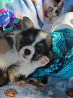 Turquoise bandana boy , a male Pembroke Welsh Corgi for sale in Cherokee, OK – 1 of 3