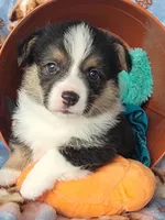 Turquoise bandana boy , a male Pembroke Welsh Corgi for sale in Cherokee, OK – 3 of 3