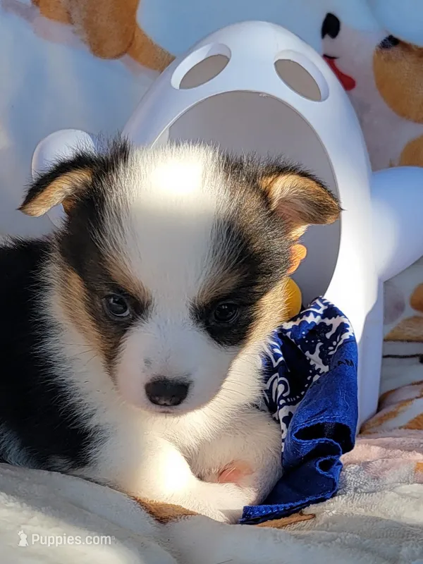 Navy bandana boy  – Pembroke Welsh Corgi puppy for sale in Cherokee, OK