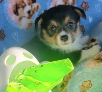 Lime green bandana boy , a male Pembroke Welsh Corgi for sale in Cherokee, OK – 2 of 3