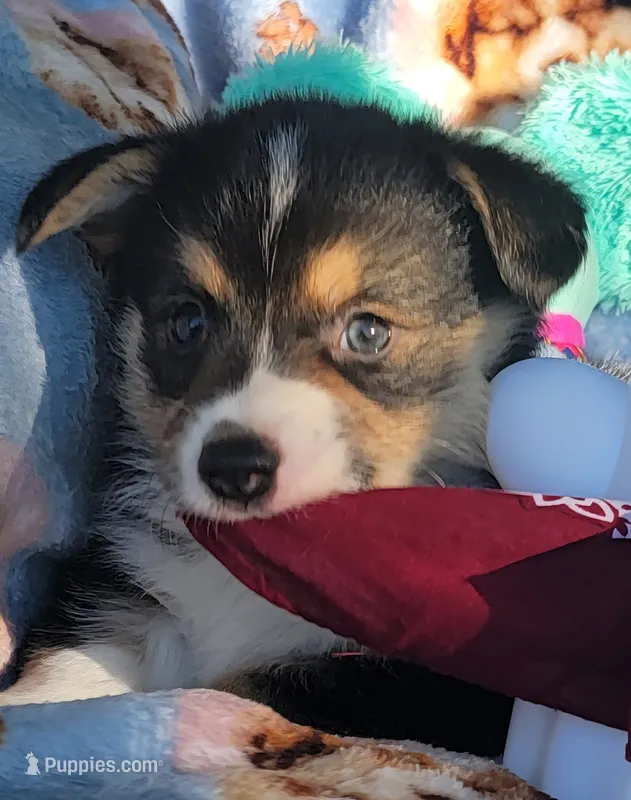 Maroon bandana boy  – Pembroke Welsh Corgi puppy for sale in Cherokee, OK
