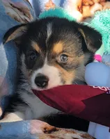 Maroon bandana boy , a male Pembroke Welsh Corgi for sale in Cherokee, OK – 1 of 3