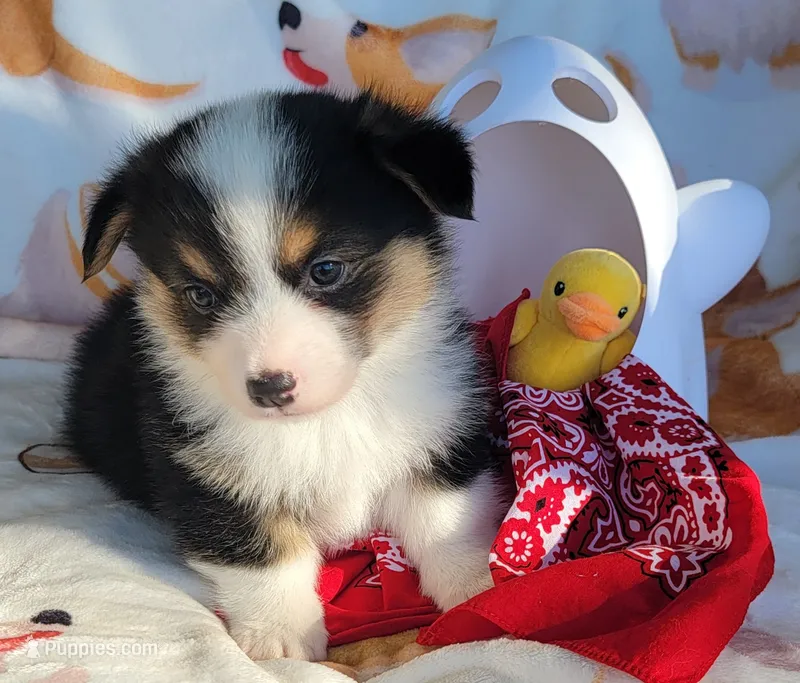 Red bandana boy  – Pembroke Welsh Corgi puppy for sale in Cherokee, OK