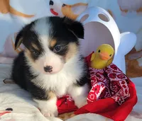 Red bandana boy , a male Pembroke Welsh Corgi for sale in Cherokee, OK – 1 of 3