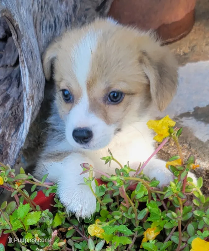 Sage Bandana Girl  – Pembroke Welsh Corgi puppy for sale in Cherokee, OK