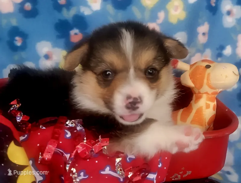 Red bone bandana boy  – Pembroke Welsh Corgi puppy for sale in Cherokee, OK