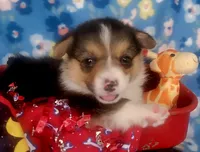 Red bone bandana boy , a male Pembroke Welsh Corgi for sale in Cherokee, OK – 1 of 3