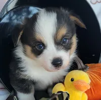 Camo bandana boy , a male Pembroke Welsh Corgi for sale in Cherokee, OK – 2 of 3