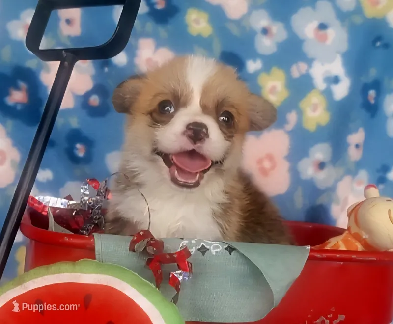 Sage Bandana Girl  – Pembroke Welsh Corgi puppy for sale in Cherokee, OK