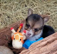 Blue bandana boy , a male Pembroke Welsh Corgi for sale in Cherokee, OK – 2 of 3