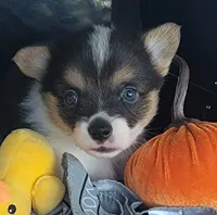 Silver bandana boy , a male Pembroke Welsh Corgi for sale in Cherokee, OK – 3 of 3