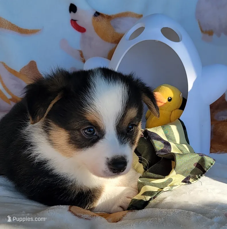Camo bandana boy  – Pembroke Welsh Corgi puppy for sale in Cherokee, OK