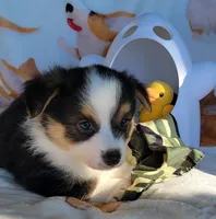 Camo bandana boy , a male Pembroke Welsh Corgi for sale in Cherokee, OK – 1 of 3