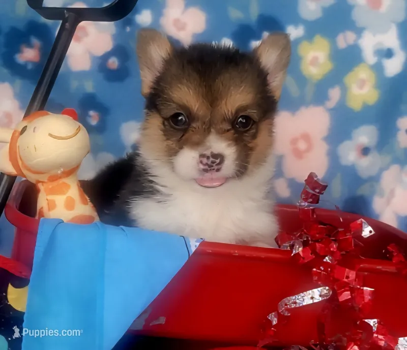 Blue bandana boy  – Pembroke Welsh Corgi puppy for sale in Cherokee, OK