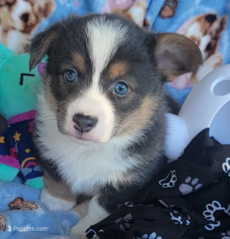 Black Paw Bandana Boy  – Pembroke Welsh Corgi puppy for sale in Cherokee, OK