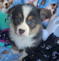 Black Paw Bandana Boy , a male Pembroke Welsh Corgi for sale in Cherokee, OK – 1 of 3