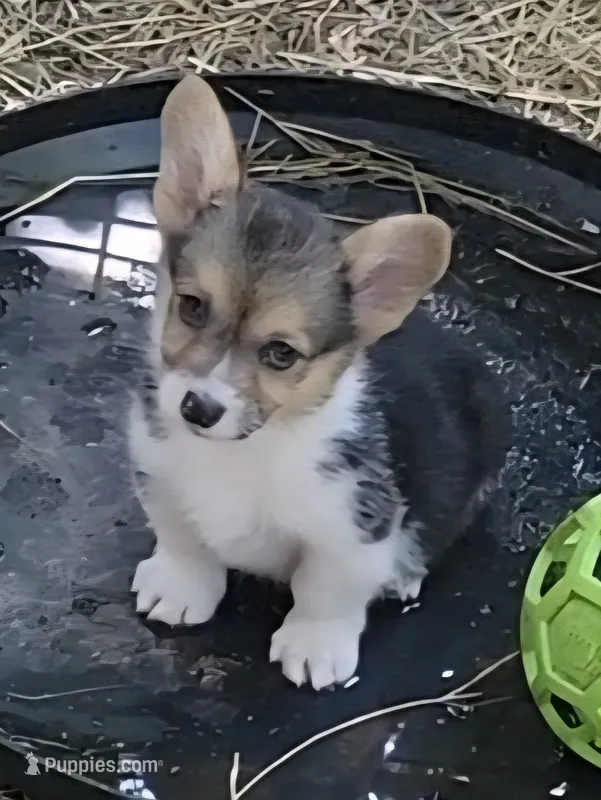 Blue bandana boy  – Pembroke Welsh Corgi puppy for sale in Cherokee, OK