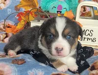 Black Paw Bandana Boy , a male Pembroke Welsh Corgi for sale in Cherokee, OK – 3 of 3