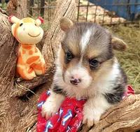 Red bone bandana boy , a male Pembroke Welsh Corgi for sale in Cherokee, OK – 2 of 3