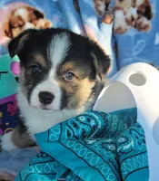 Turquoise bandana boy , a male Pembroke Welsh Corgi for sale in Cherokee, OK – 2 of 3