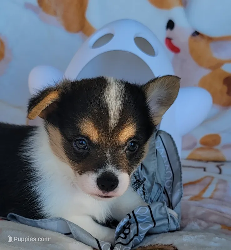 Silver bandana boy  – Pembroke Welsh Corgi puppy for sale in Cherokee, OK
