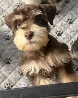 Charlene, a female Miniature Schnauzer for sale in Baytown, TX – 1 of 3