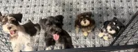 Charlene, a female Miniature Schnauzer for sale in Baytown, TX – 2 of 3