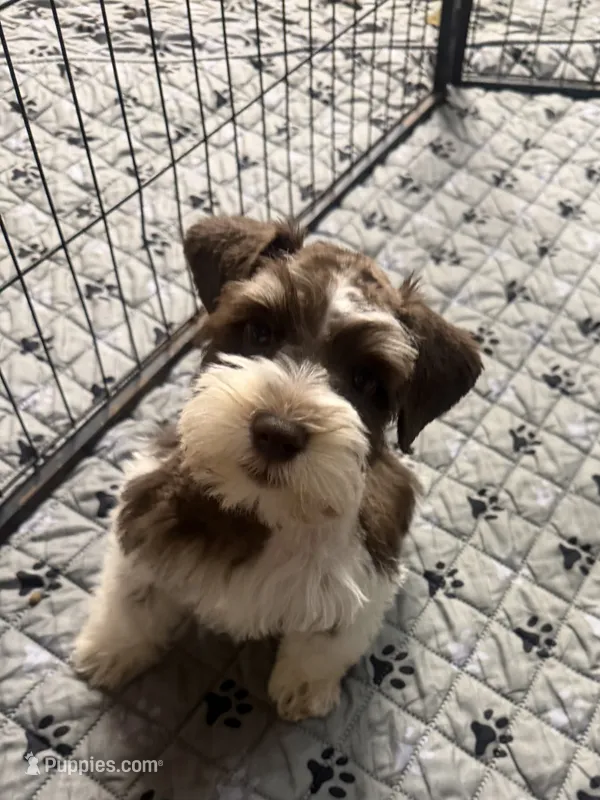  Fren – Miniature Schnauzer puppy for sale in Baytown, TX