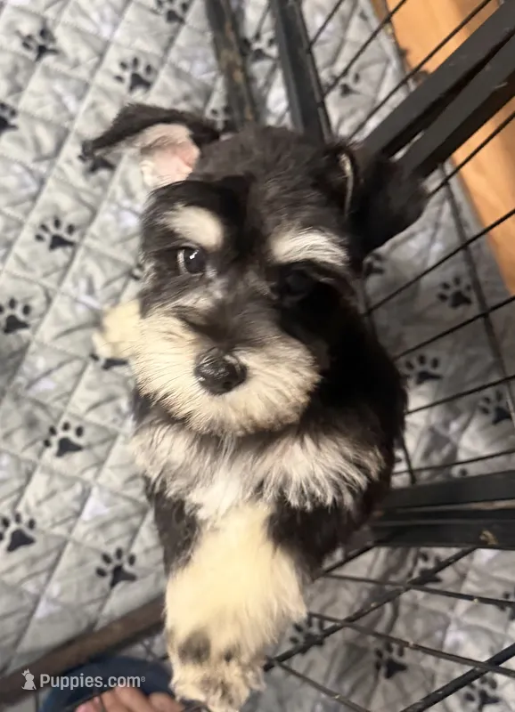 Edna – Miniature Schnauzer puppy for sale in Baytown, TX