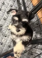 Edna, a female Miniature Schnauzer for sale in Baytown, TX – 1 of 1