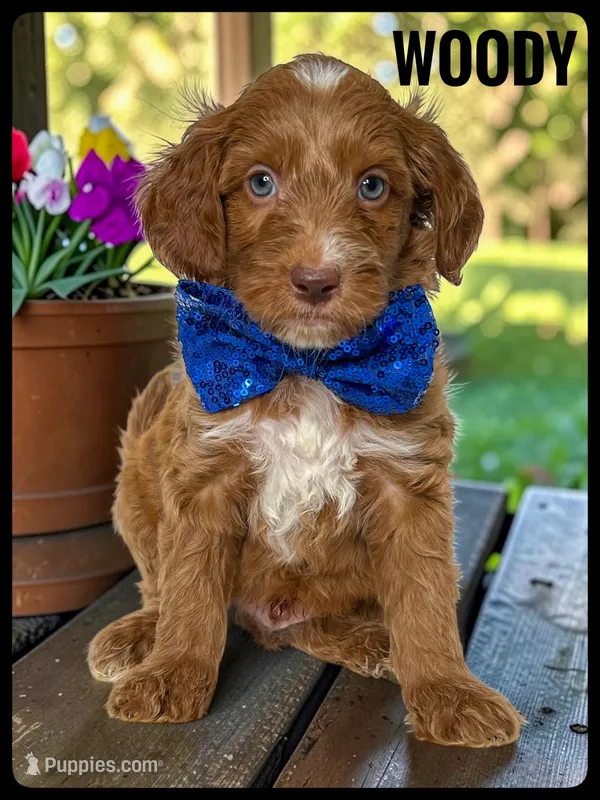 Woody - F1b Petite – Goldendoodle, Miniature Goldendoodle puppy for sale in Jacksonville, FL