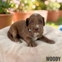Woody - F1b Petite, a male Goldendoodle and Miniature Goldendoodle for sale in Jacksonville, FL – 1 of 1