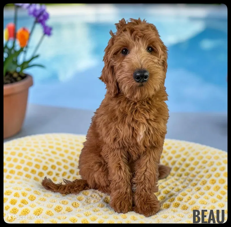 Beau – Goldendoodle, Miniature Goldendoodle puppy for sale in Jacksonville, FL