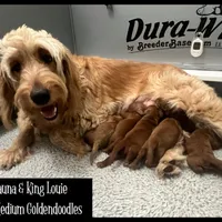 Beau, a male Goldendoodle and Miniature Goldendoodle for sale in Jacksonville, FL – Photo 3 of 4