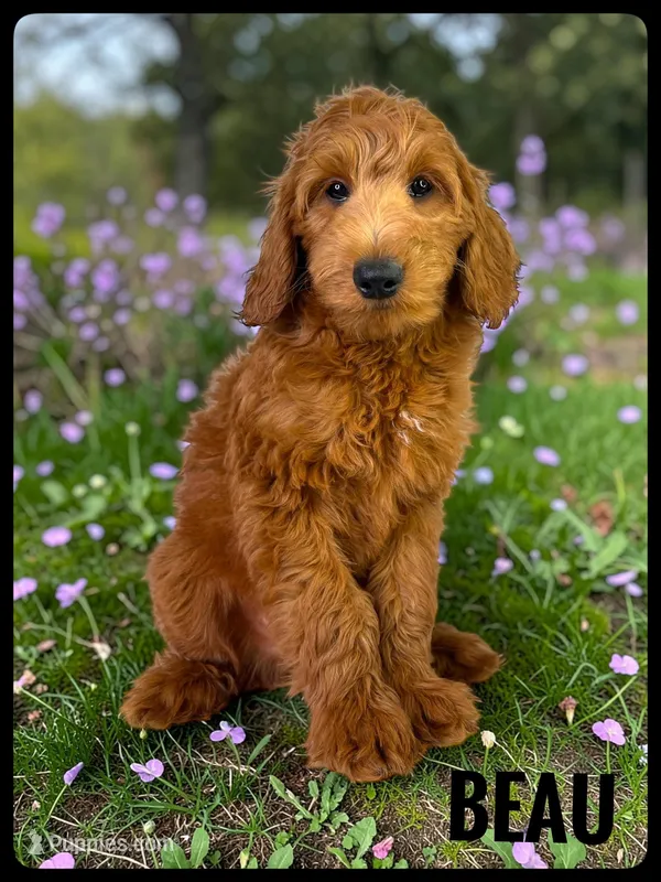 Beau – Goldendoodle, Miniature Goldendoodle puppy for sale in Jacksonville, FL
