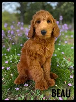 Beau, a male Goldendoodle and Miniature Goldendoodle for sale in Jacksonville, FL – Photo 1 of 4