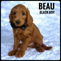 Beau, a male Goldendoodle and Miniature Goldendoodle for sale in Jacksonville, FL – Photo 1 of 3