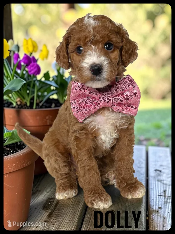 Dolly - F1b Petite – Goldendoodle, Miniature Goldendoodle puppy for sale in Jacksonville, FL