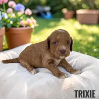 Trixie - F1b Petite, a female Goldendoodle and Miniature Goldendoodle for sale in Jacksonville, FL – 1 of 1