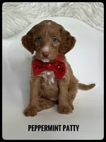 PEPPERMINT PATTY CHRISTMAS!, a female Miniature Goldendoodle for sale in Jacksonville, FL – Photo 3 of 6