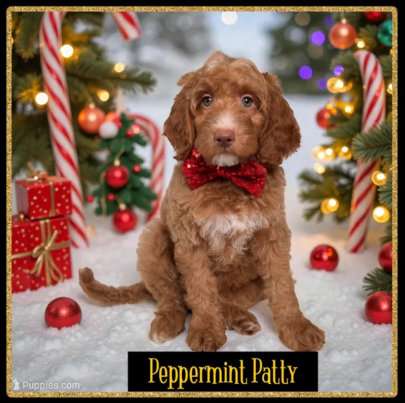 PEPPERMINT PATTY CHRISTMAS!