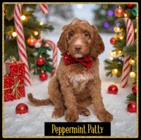 PEPPERMINT PATTY CHRISTMAS!, a female Miniature Goldendoodle for sale in Jacksonville, FL – Photo 1 of 6